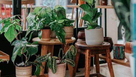 Bør du pynte rommet ditt med falske planter
